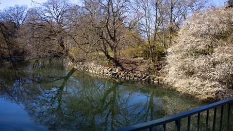 In bloom trees reflected in river in the park Stock Photos