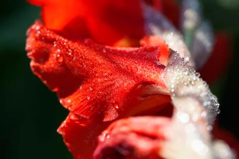Bloom - water drops Stock Photos