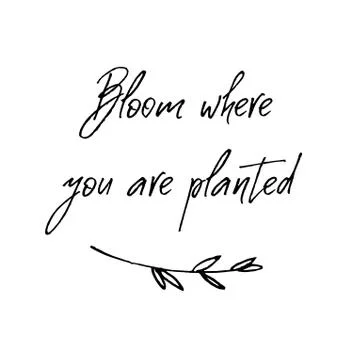 Bloom where you are planted. Inspirational and motivational handwritten Stock Illustration