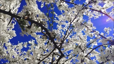 Bloom white cherry blossoms tree Stock Footage 288006046