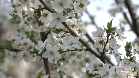 Bloomed branch of cherry Stock Footage 85529172