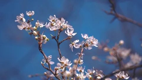 Bloomed Branch With a White Colors In The Spring Stock Footage 128185224