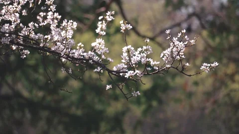 Bloomed Branch With a White Colors In The Spring Stock Footage 128185356
