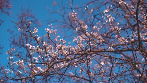 Bloomed Branch With a White Colors In The Spring Stock Footage 128185395