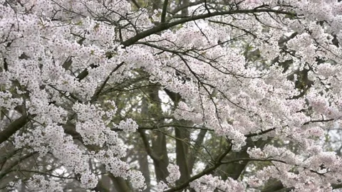 Bloomed Cherry Blossom branches close up Stock Footage 187039438