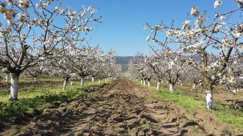 Bloomed cherry trees 動画素材 128641572