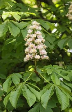 Bloomed chestnut flowers. Stock Photos