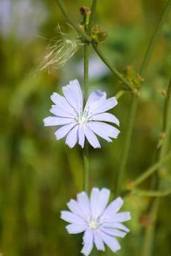 Bloomed common chicory closeup view with green blurred background Foto stock