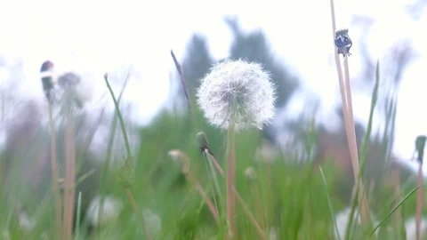 Bloomed dandelion in nature grows from green grass, old flower closeup. Stock Footage 119198722