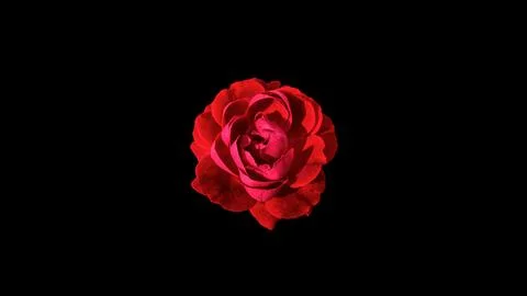 Bloomed deep red and pink rose in black background 写真素材