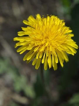 Bloomed the first spring flowers dandelions, macro, narrow focus area Foto stock