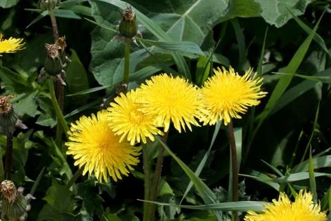 Bloomed the first spring flowers dandelions, macro, narrow focus area Stock Photos