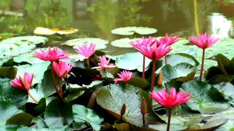 Bloomed Flowers on the Water Stock Footage 27340551