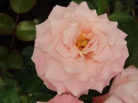 Bloomed Pink Rose Stock Photos