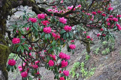 Bloomed red Rhododendron Stock Photos