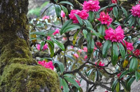 Bloomed red Rhododendron Stock Photos