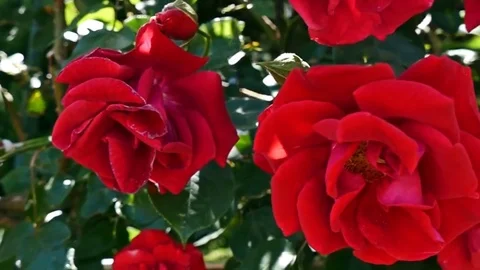 Bloomed Red Rose. Vídeos de archivo 75124396