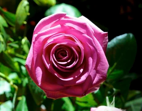 Bloomed rose Stock Photos