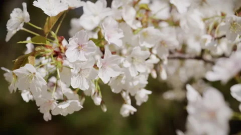 Bloomed sakura flower in windy condition Vidéo 334032181