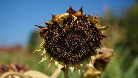 Bloomed sunflower is blowing in the wind Stock Footage 116602850