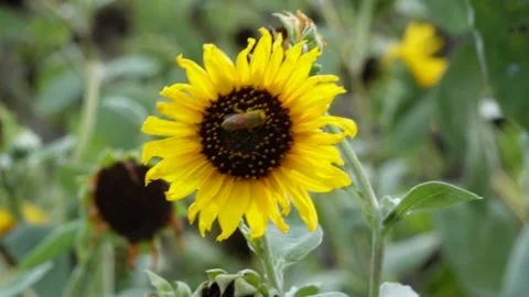 A bloomed sunflower Stock Footage 312777910