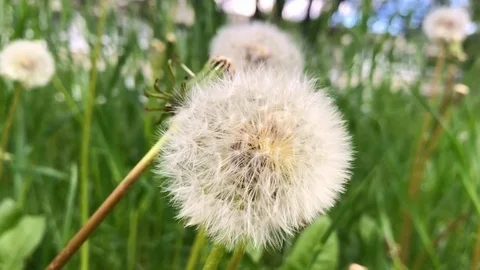 Bloomed white dandelion close-up in the grass. Video stock 116231966
