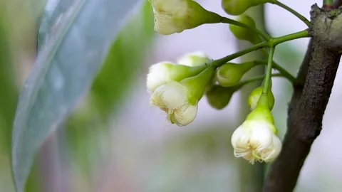 Bloomed white Java apple or wax apple flower with buds close up Stock Footage 195152056