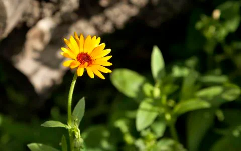 Bloomed yellow calendula Stock Photos