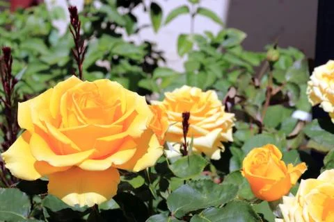 Bloomed yellow roses in spring Stock-Fotos