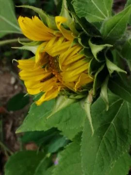 Bloom...half_open Stock Photos