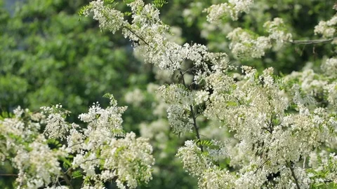 Bloomig acacia tree waving on wind, slow motion Stock Footage 89708305