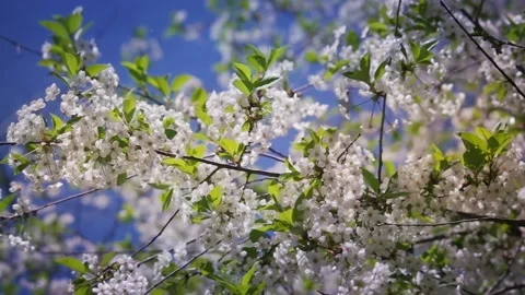 Bloomimg Spring Garden Stock Footage 125778297