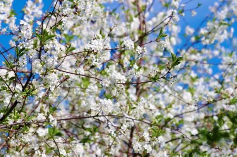 Bloomimg Spring Garden Stock Photos