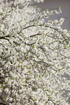 Bloomin fruit tree Stock Photos
