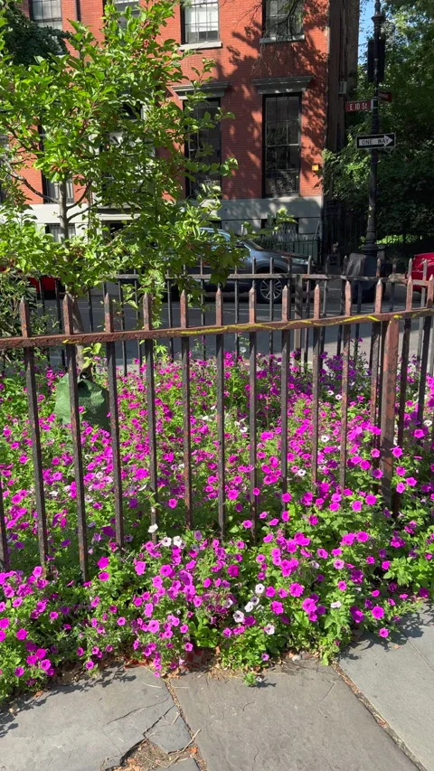 Blooming Abe Lebewohl Triangle in Midsummer, East Village in New York City Stock Footage 346628699