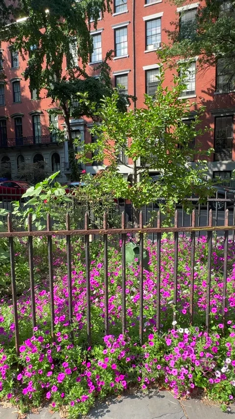 Blooming Abe Lebewohl Triangle in Midsummer, East Village in New York City Stock Footage 346630395