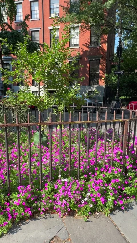 Blooming Abe Lebewohl Triangle in Midsummer, East Village in New York City Stock Footage 346632369