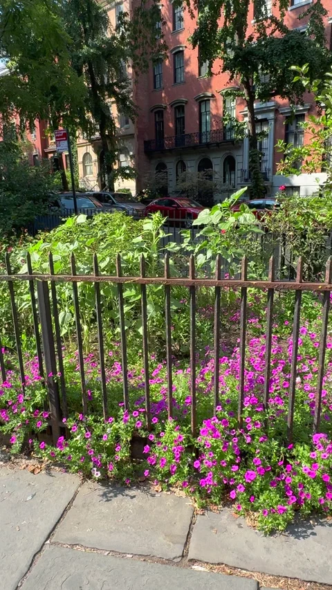 Blooming Abe Lebewohl Triangle in Midsummer, East Village in New York City Stock Footage 346635040