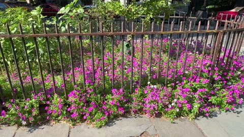 Blooming Abe Lebewohl Triangle in Midsummer, East Village in New York City Stock Footage 346636332