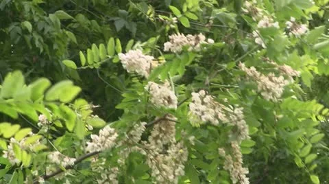 Blooming acacia Stock Footage 10747679