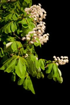 Blooming Aesculus tree on black background Stock Photos
