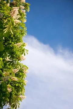 Blooming Aesculus tree on blue sky Foto stock