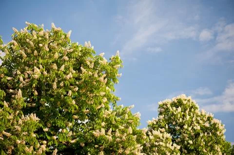 Blooming Aesculus trees on blue sky in sunlight Stock Photos