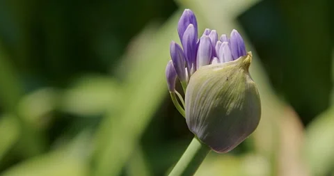 Blooming African Lily Stock Footage 280206367