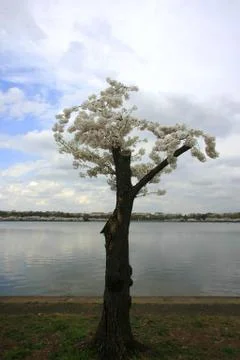 Blooming again Stock Photos