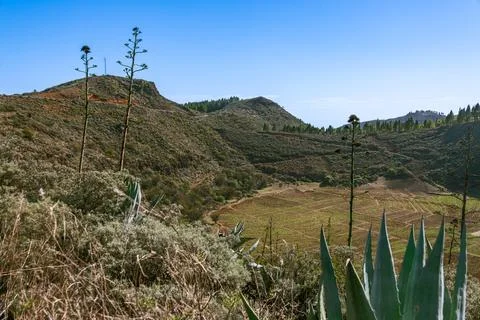 Blooming Agave At The Caldera Los Marteles Stock Photos