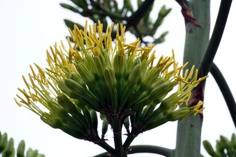 Blooming agave. Stock Photos