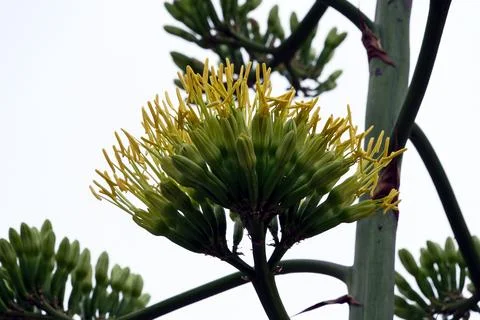 Blooming agave. Stock Photos