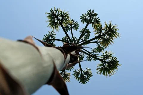 Blooming agave. Stock Photos