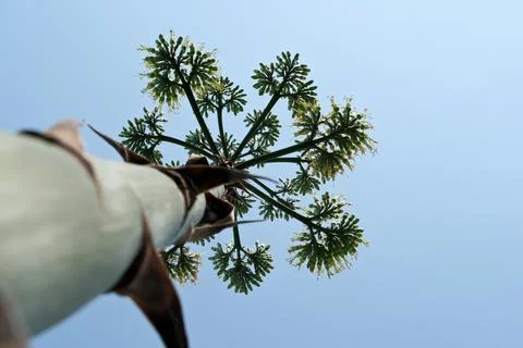 Blooming agave. Foto stock